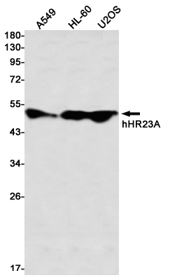 hHR23A Rabbit mAb